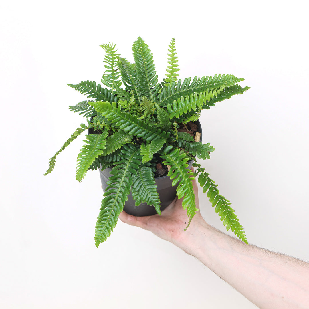 Blechnum spicant Plants - Outdoor GROW TROPICALS