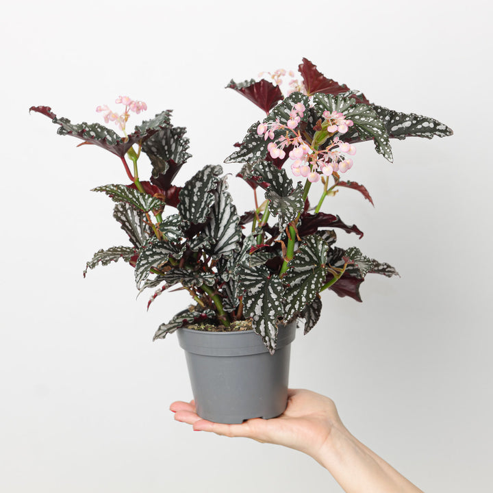 Begonia 'Spotlight Dark' 14cm Plants GrowTropicals