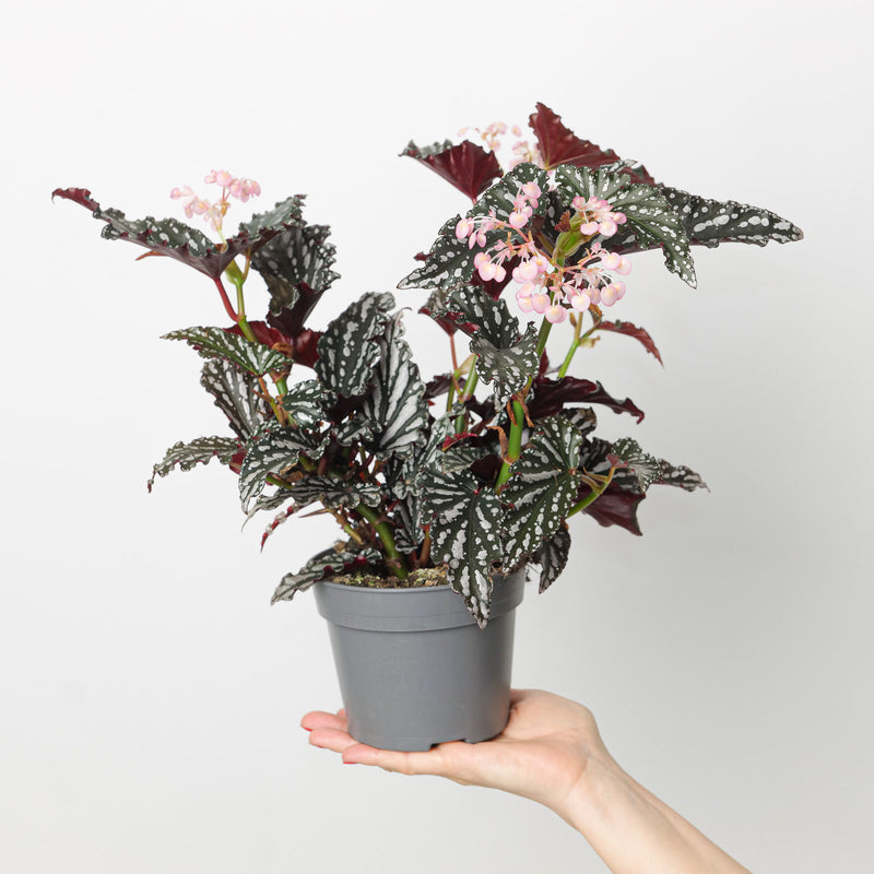 Begonia 'Spotlight Dark' — 14cm