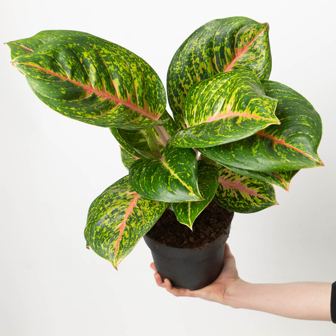 Aglaonema Spring Red - GROW TROPICALS