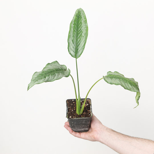 Schismatoglottis sp. 'Silver Stripe' 12cm (Exact Plant) Plants GrowTropicals
