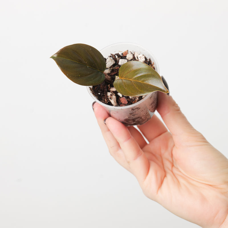 Philodendron cf. squamicaule 'Black / Red' Plants GrowTropicals