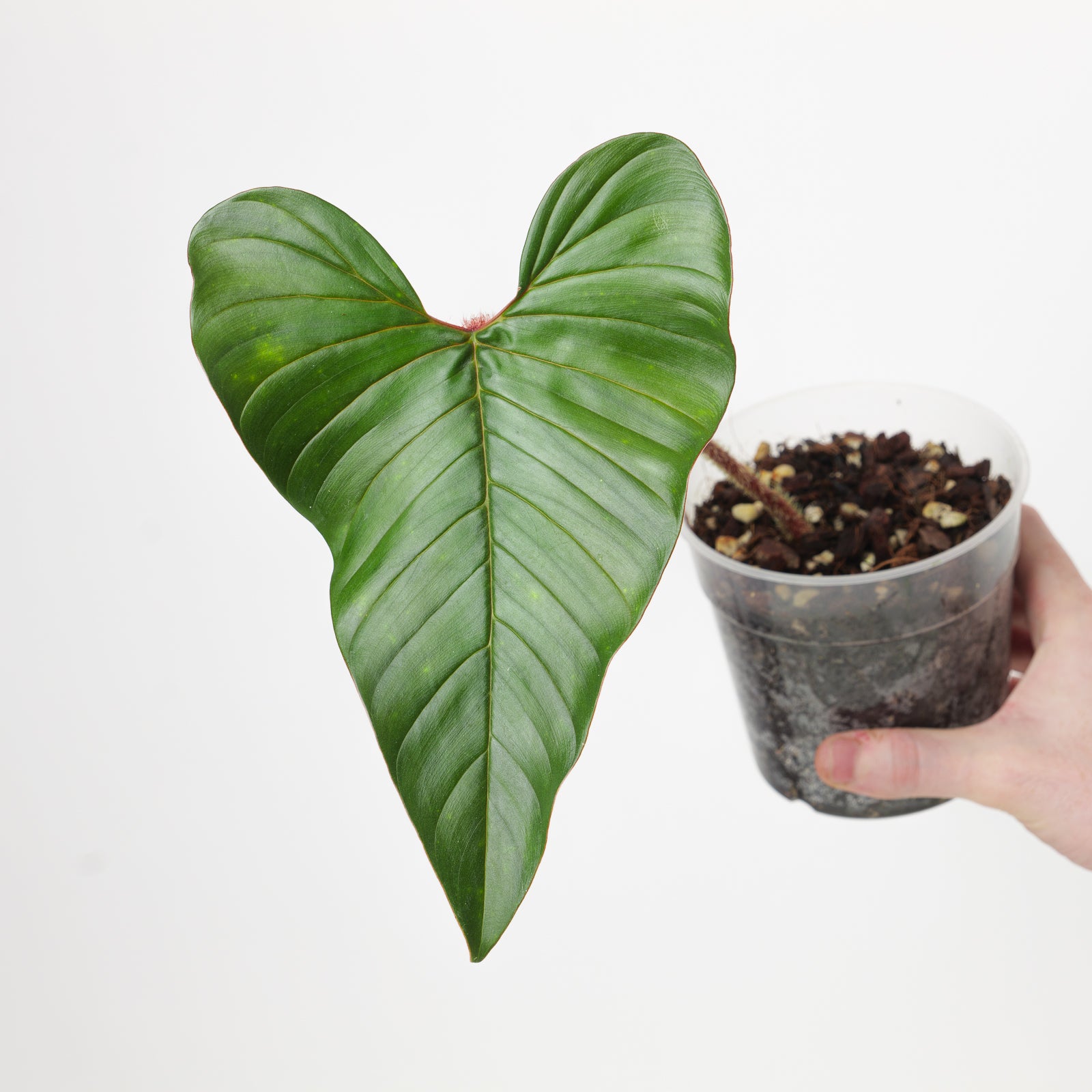 philodendron squamicaule blushing Philodendron squamicaule 'Blushing'