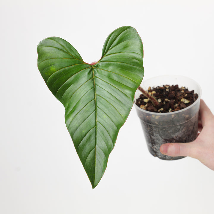 Philodendron squamicaule 'Blushing' - GROW TROPICALS