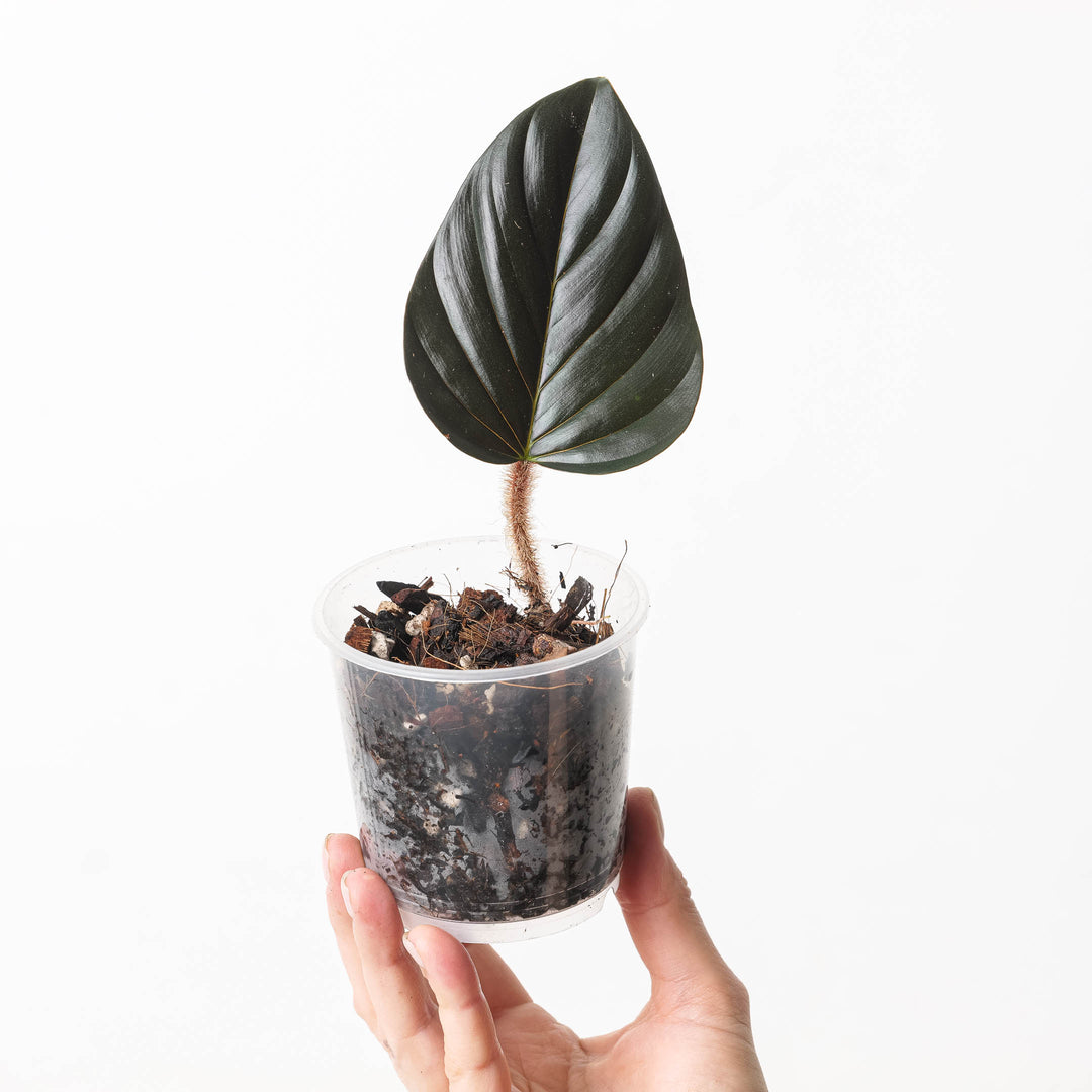 philodendron squamicaule dark Philodendron cf. squamicaule 'Black / Red' | Plants