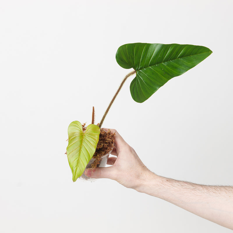 Philodendron squamicaule 'Blushing' — 9cm