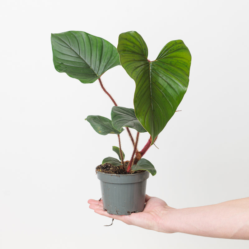 Philodendron squamicaule 'Blushing' Plants GrowTropicals