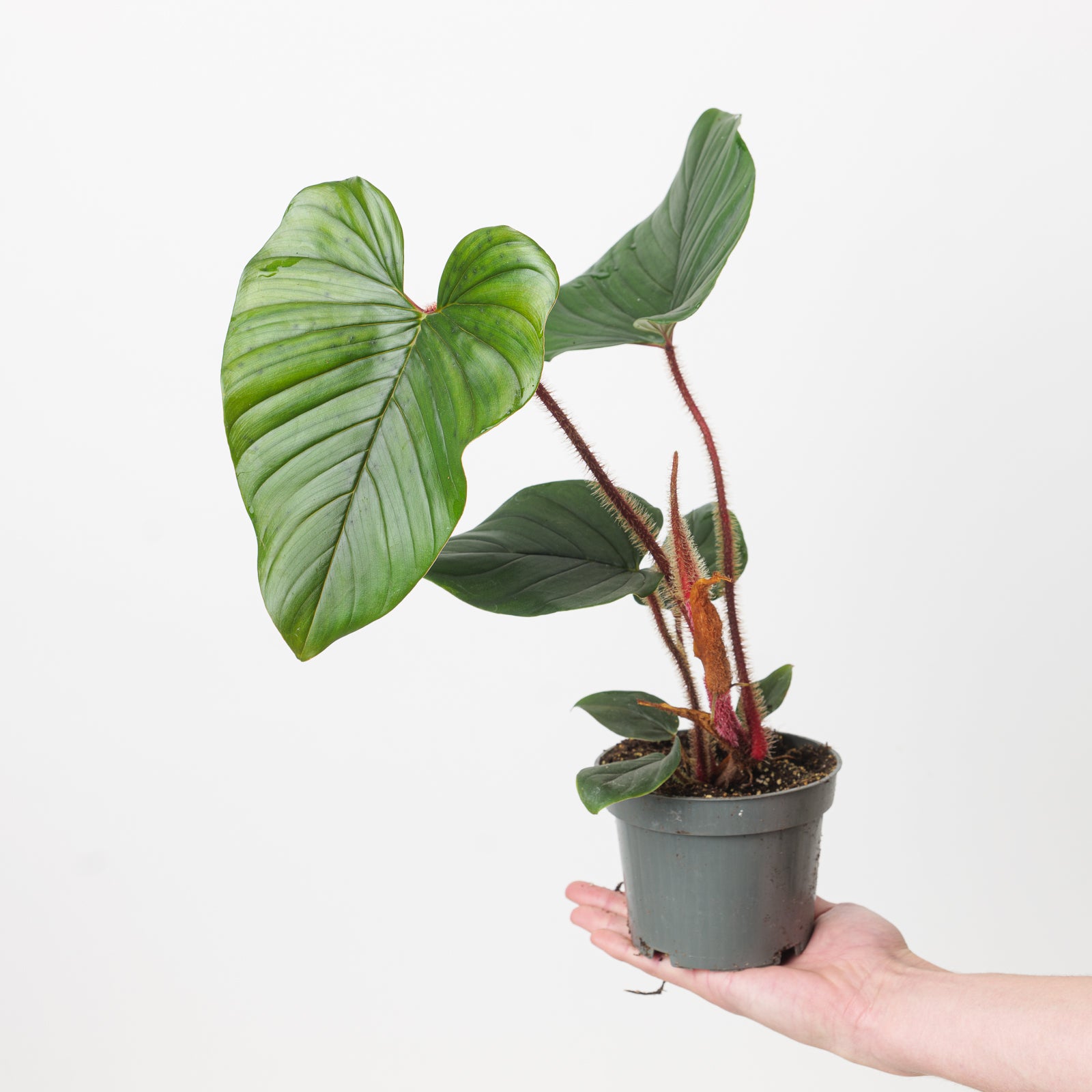 blushing philodendron care Philodendron squamicaule 'Blushing' | Plants
