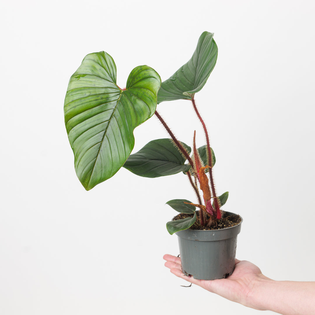blushing philodendron plant Philodendron squamicaule 'Blushing'