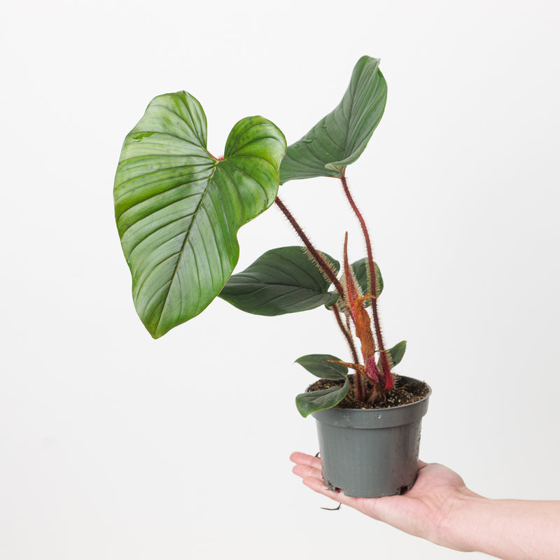 Philodendron squamicaule 'Blushing' 12cm Full Plant) Plants GrowTropicals