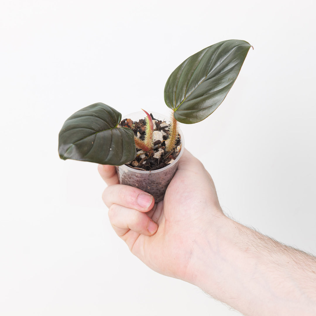 Philodendron cf. squamicaule 'Black / Red' 6cm Prop Plants GrowTropicals