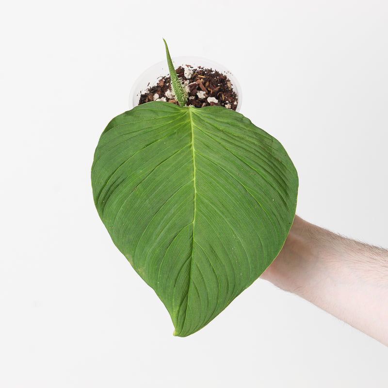 Philodendron squamipetiolatum Plants GrowTropicals