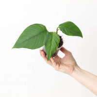 Philodendron squamipetiolatum