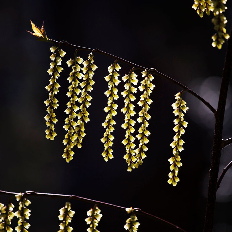 Stachyurus chinensis 'Celina'