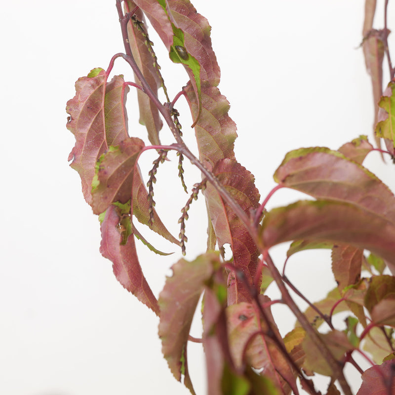 Stachyurus chinensis 'Celina'