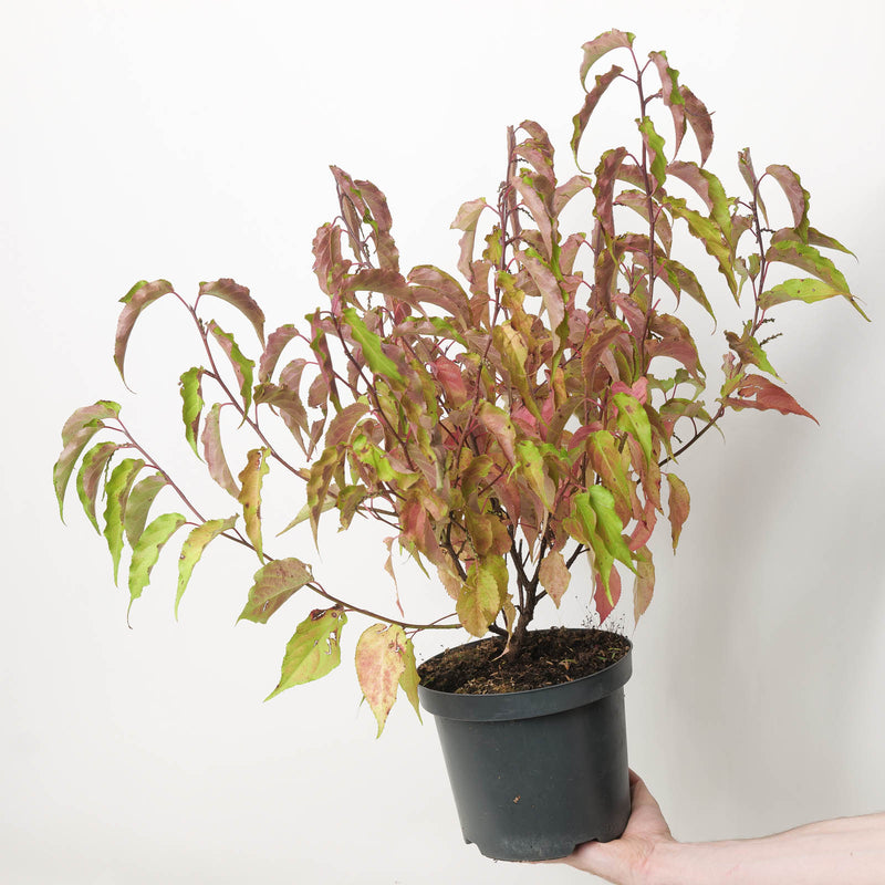 Stachyurus chinensis 'Celina' — 19cm / 3L
