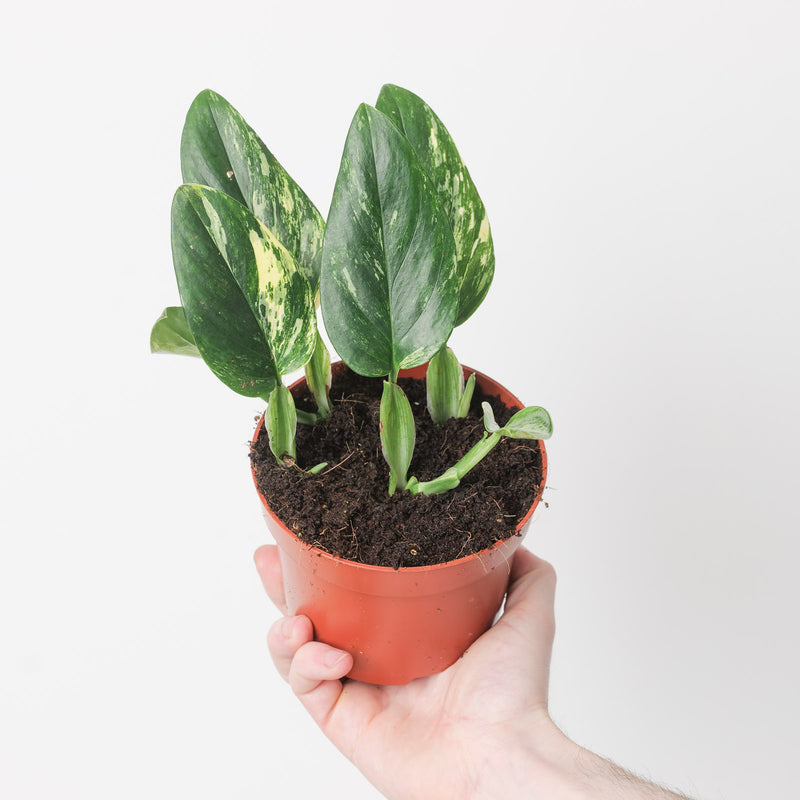 Monstera standleyana 'Aurea Variegated' — 12cm