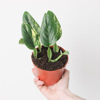Monstera standleyana 'Aurea Variegated'