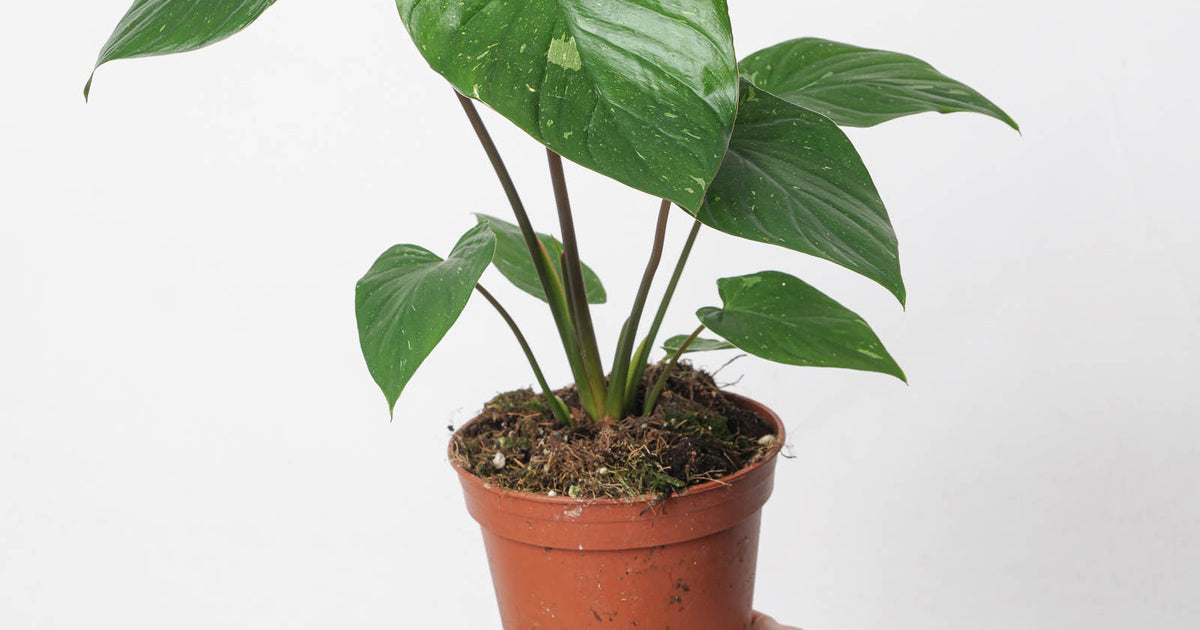 Homalomena rubescens 'Stardust' | Plants