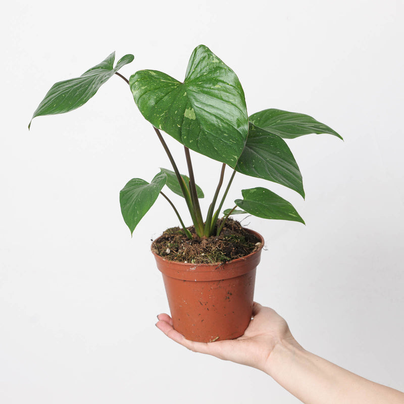 Homalomena rubescens 'Stardust' Plants GrowTropicals