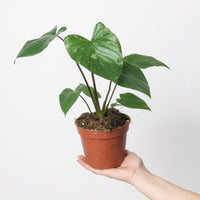 Homalomena rubescens 'Stardust'
