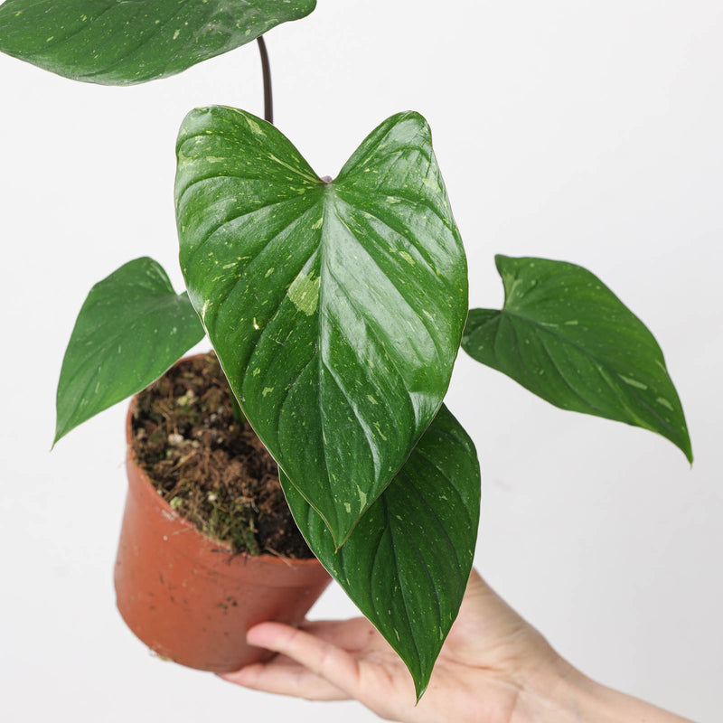 Homalomena rubescens 'Stardust' — 14cm