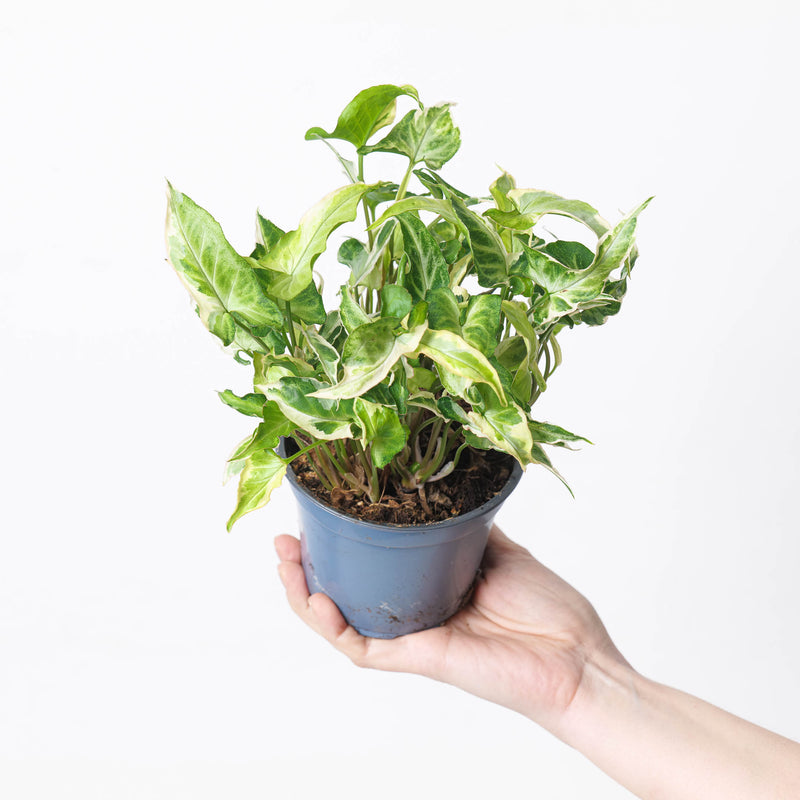 Syngonium 'Starlite' 12cm Plants GrowTropicals