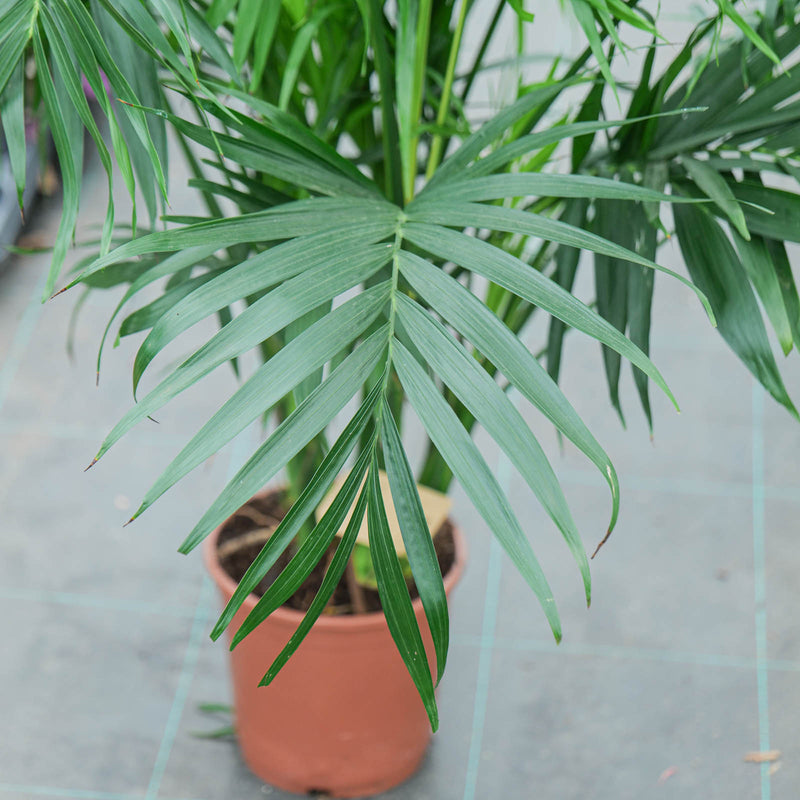 Chamaedorea cataractarum 'Stella'