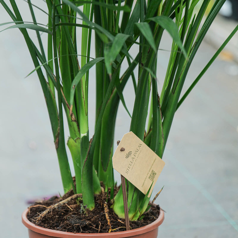 Chamaedorea cataractarum 'Stella'