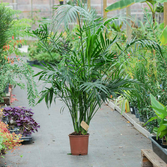 Chamaedorea cataractarum 'Stella'