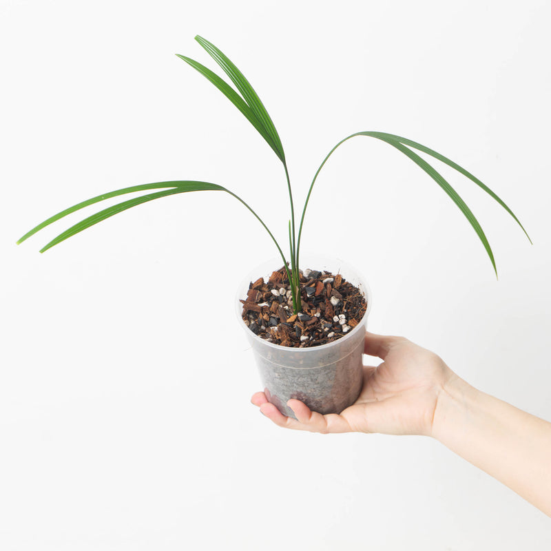Dicranopygium stenophyllum 12cm Plants GrowTropicals