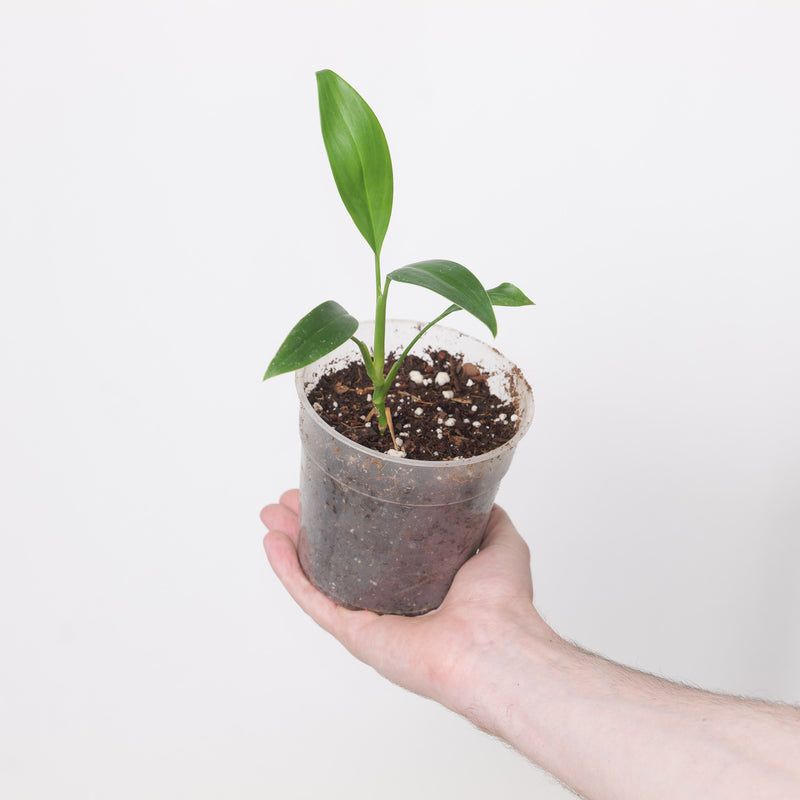 Stenospermation angustifolium 12cm Plants GrowTropicals