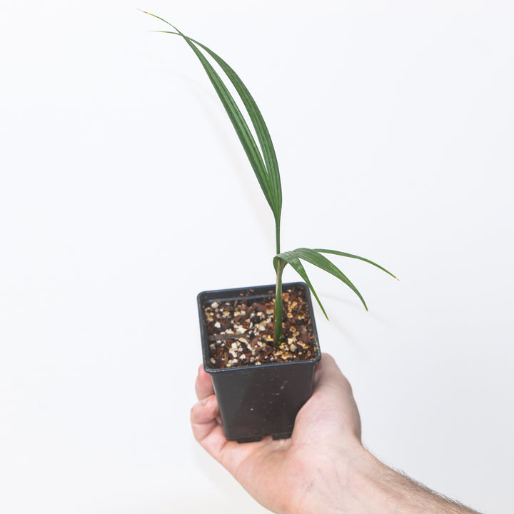 Dicranopygium stenophyllum 9cm / #75 Plants GrowTropicals