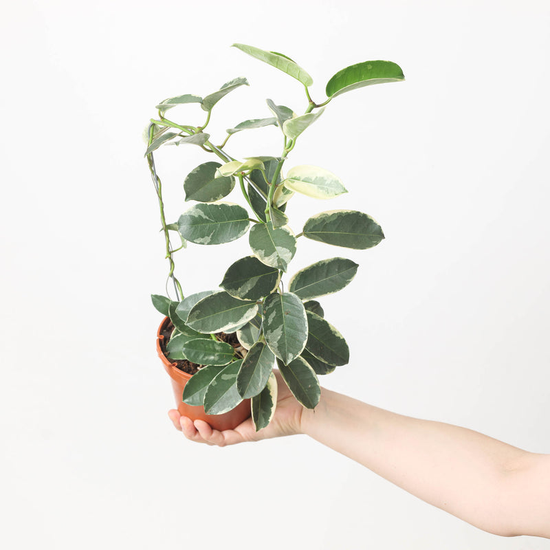 Stephanotis floribunda Variegated 12cm Plants GrowTropicals