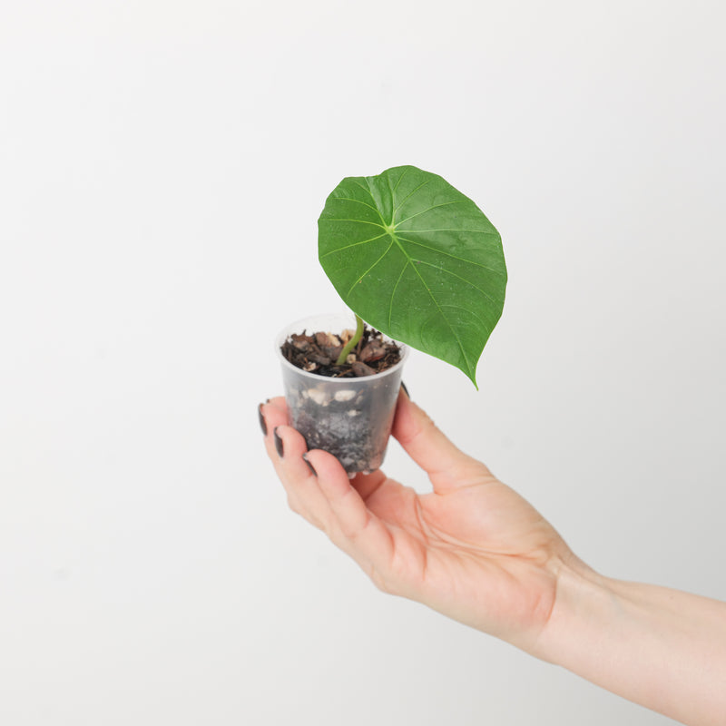 Steudnera kerrii Plants GrowTropicals