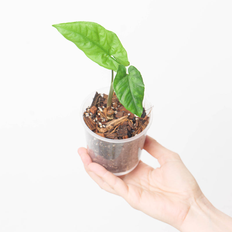 Syngonium steyermarkii Plants GrowTropicals