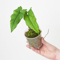 Syngonium steyermarkii