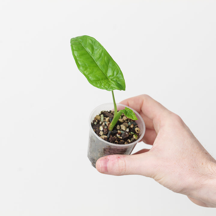 Syngonium steyermarkii - GROW TROPICALS