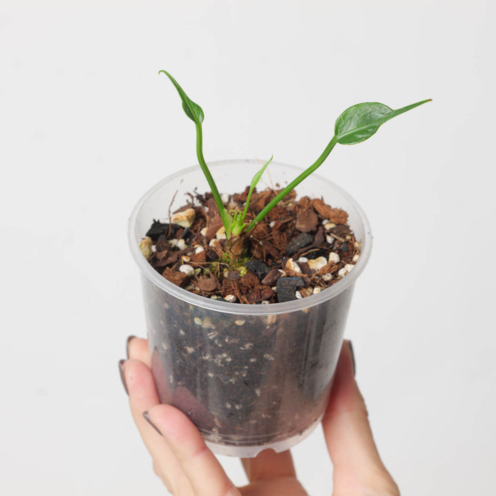 Anthurium sp 'Dwarf Stingray' - GROW TROPICALS