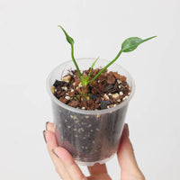 Anthurium sp 'Dwarf Stingray'