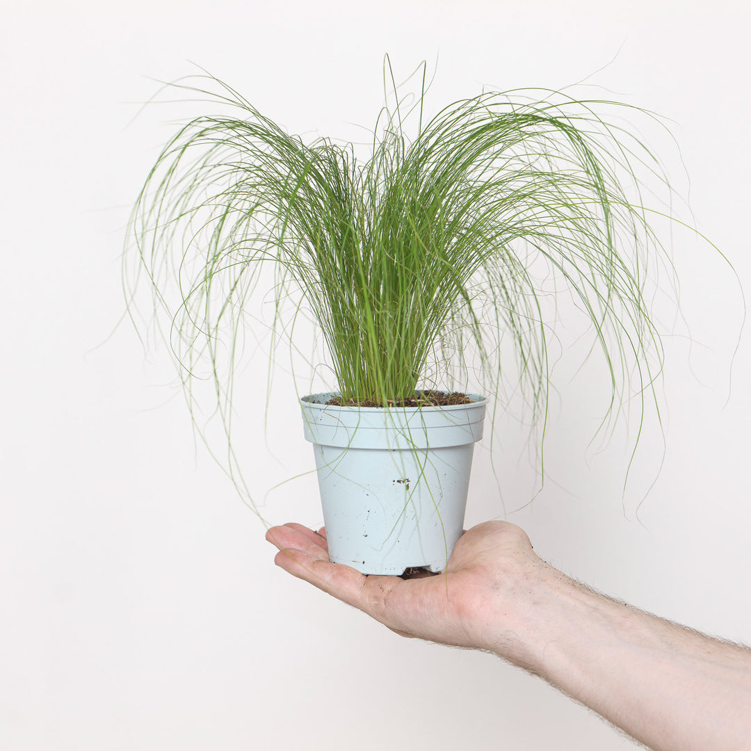 Stipa tenuissima 'Ponytails' Plants - Outdoor GROW TROPICALS
