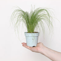Stipa tenuissima 'Ponytails'