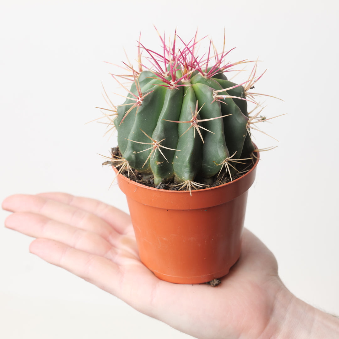 Ferocactus stainesii - GROW TROPICALS