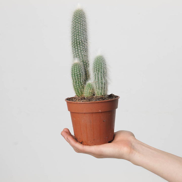 Cleistocactus strausii - GROW TROPICALS