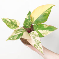 Philodendron 'Strawberry Shake'