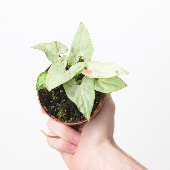 Syngonium 'Strawberry Milk' Plants GrowTropicals