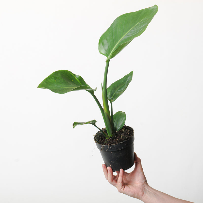 Strelitzia nicolai — 13cm