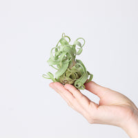 Tillandsia streptophylla