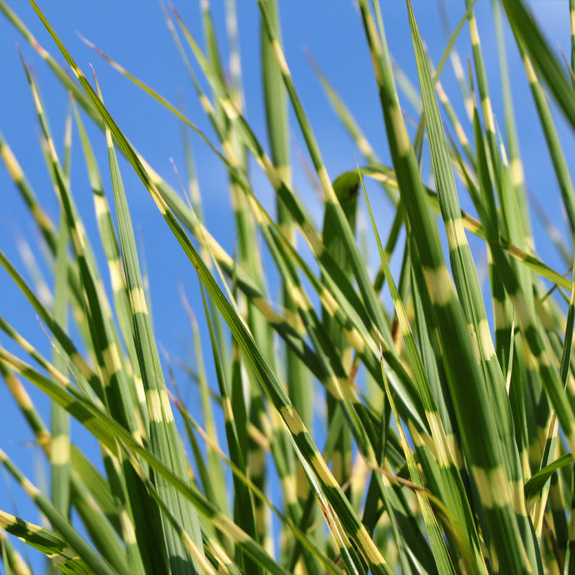 Miscanthus sinensis Strictus 17cm / 2L Plants - Outdoor GROW TROPICALS