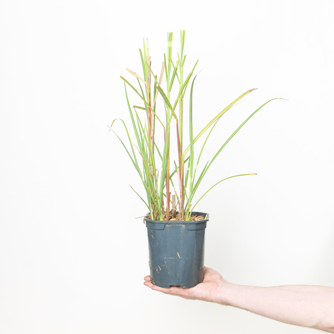 Miscanthus sinensis Strictus Plants - Outdoor GROW TROPICALS